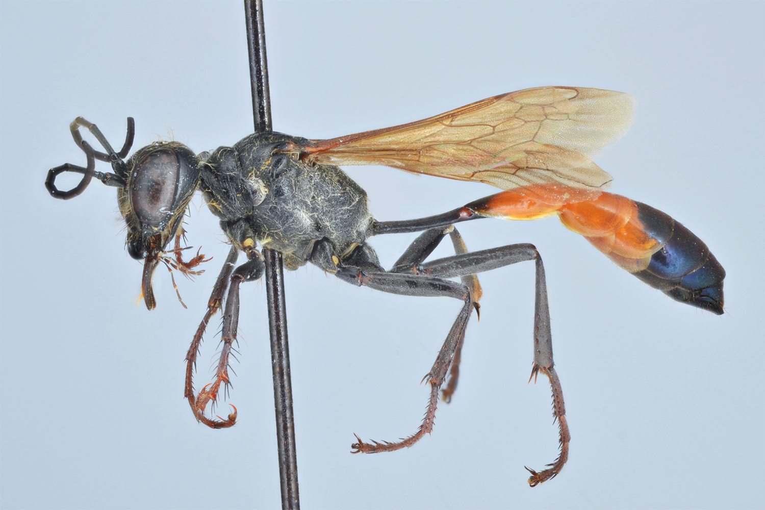 Ammophila sabulosa